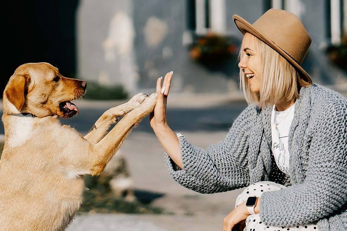 Frau gibt Hund die Hand