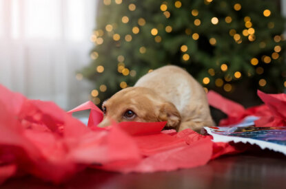 Ein Hund sitzt vor einem Weihnachtsbaum.