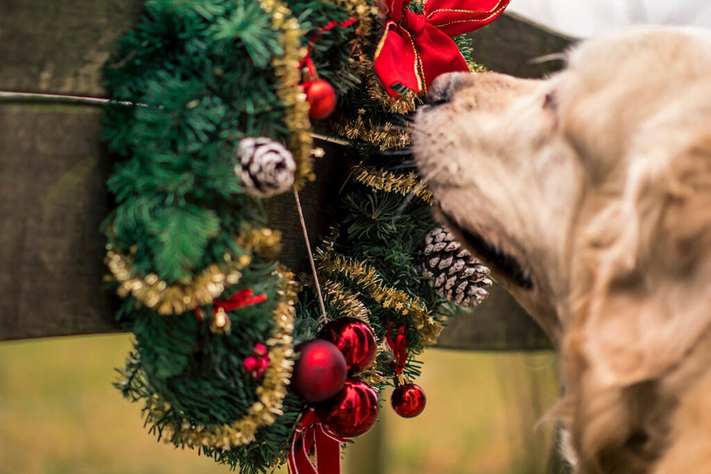 hund riecht an einem weihnachtskranz