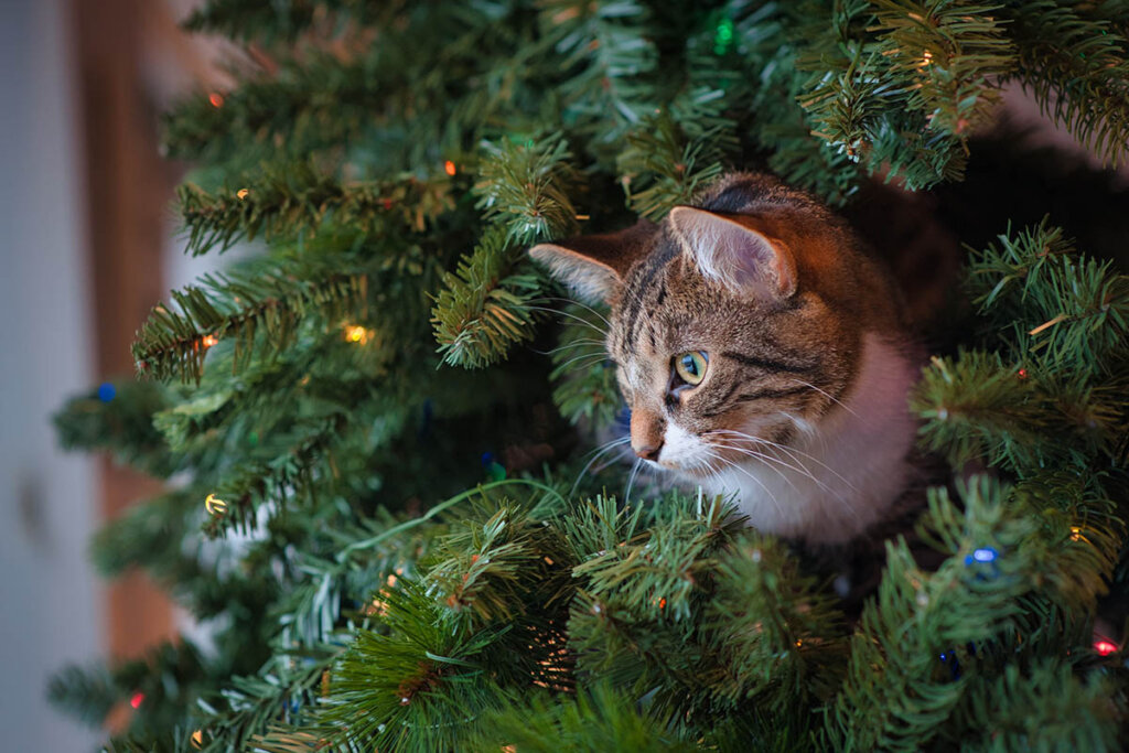 katze in einem weihnachtsbaum