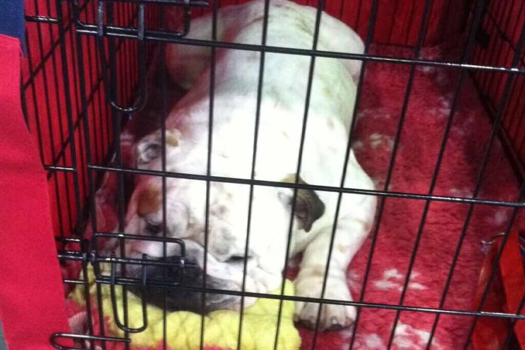 Bulldogge in einem Kaefig auf einer Ausstellung