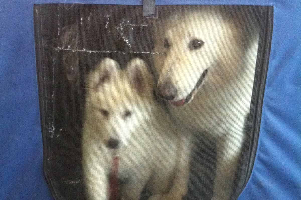 Zwei Hunde in einer geschlossenen Transportbox