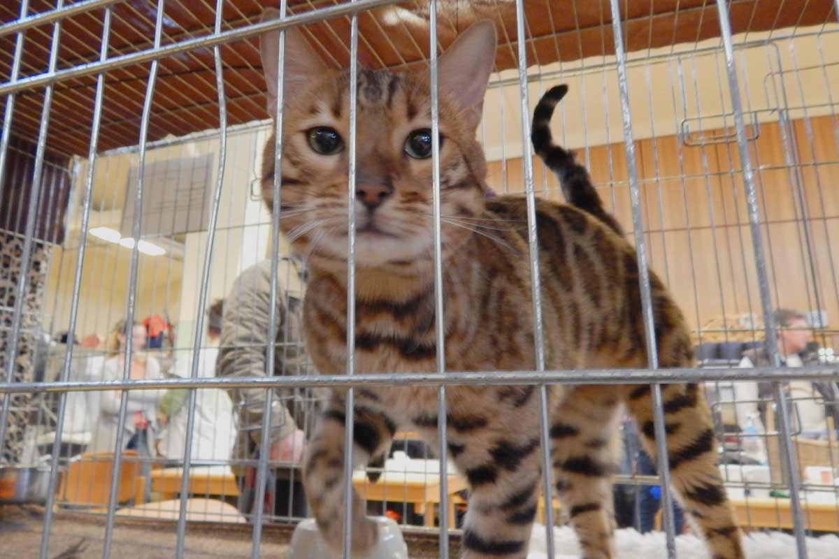 Katzen- & Hundeausstellungen: Tierquälerei für den Profit