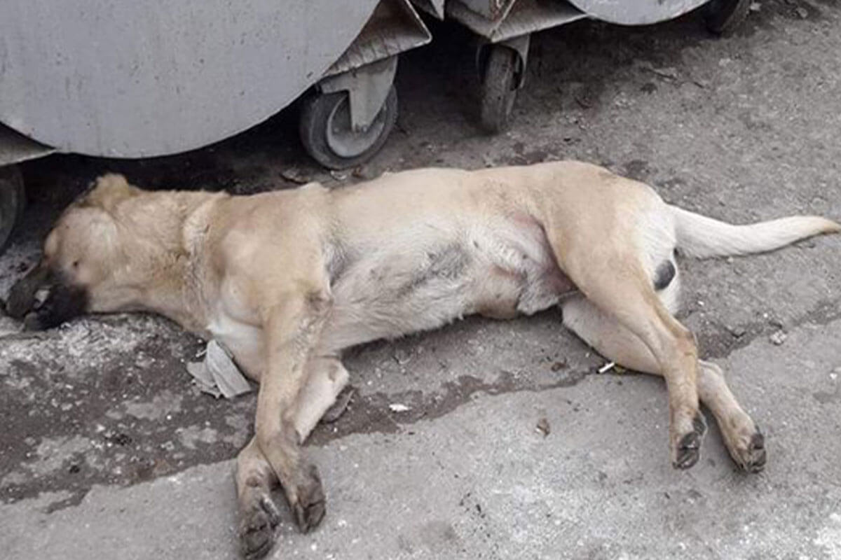 Toter Hund liegt auf Strasse
