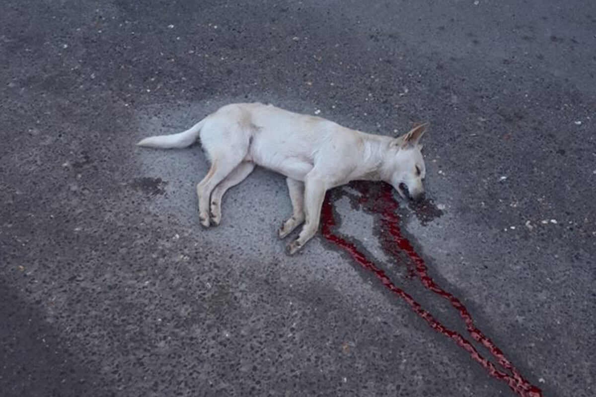 Erschossener Hund auf blutiger Strasse