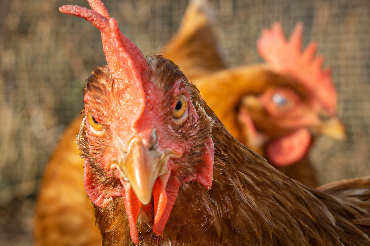 4 Gründe, warum Eier aus Freilandhaltung Leid verursachen