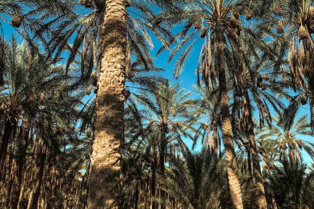 Palmoel-Plantage in der Sonne.