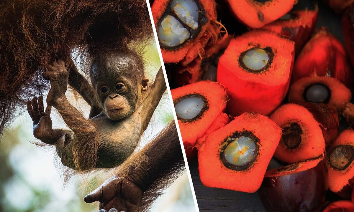 Collage. Links Orang-Utan Baby. Rechts eine Palmoelfrucht.