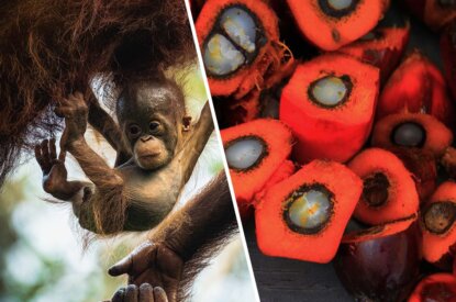 Collage. Links Orang-Utan Baby. Rechts eine Palmoelfrucht.
