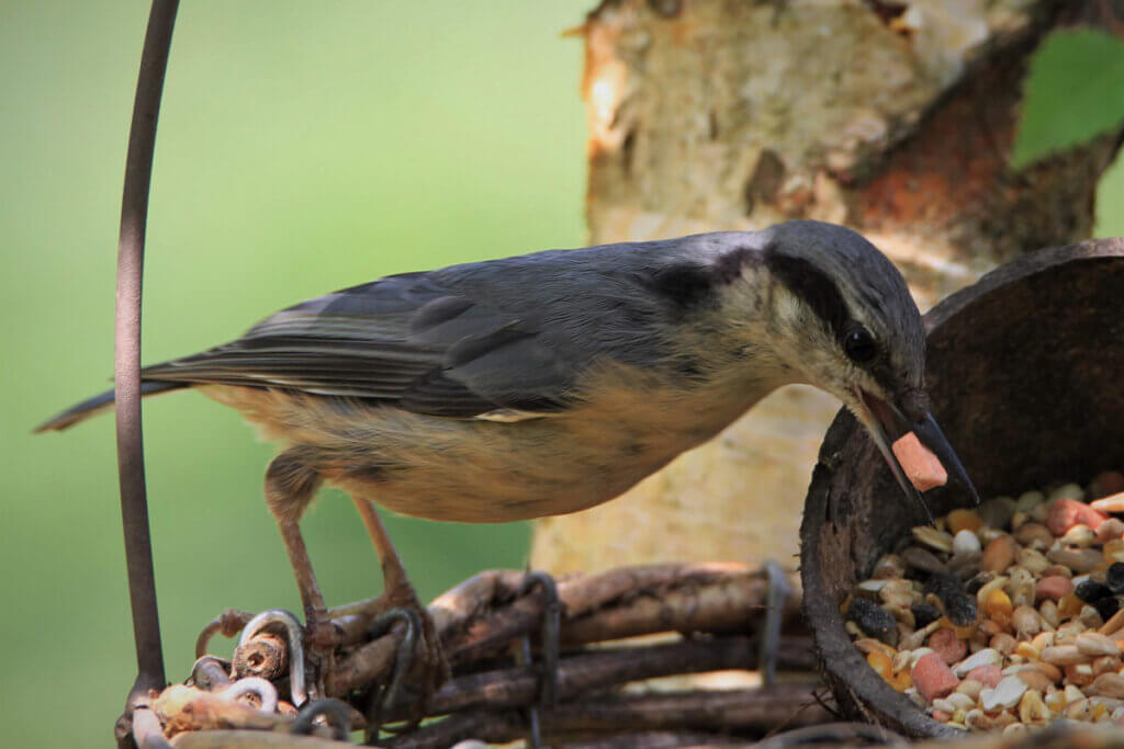 Kleiber frisst Vogelfutter