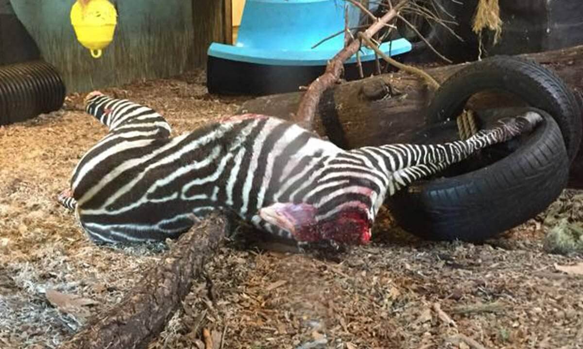 Totes Zebra im Zoo