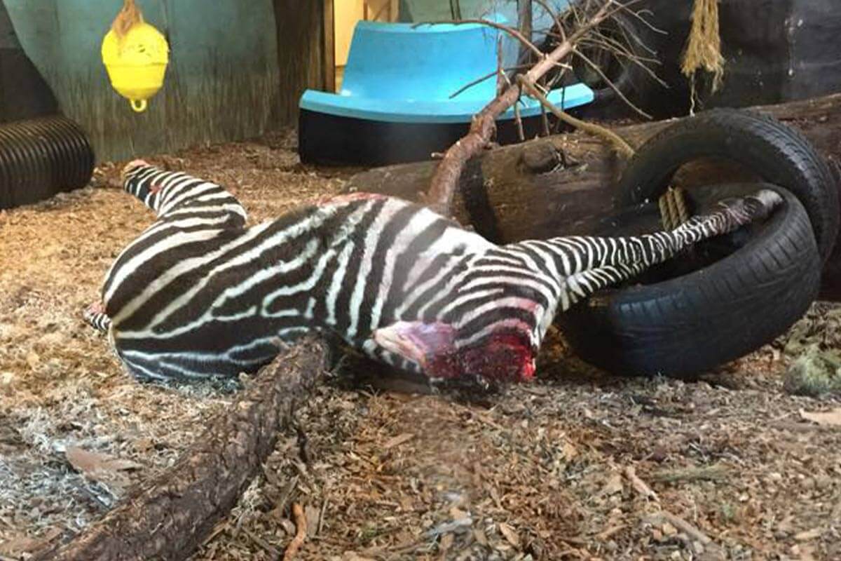 Wussten Sie, dass Zoos gesunde Tiere töten?