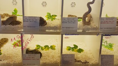 Schlangen zum Verkauf in Terrarien