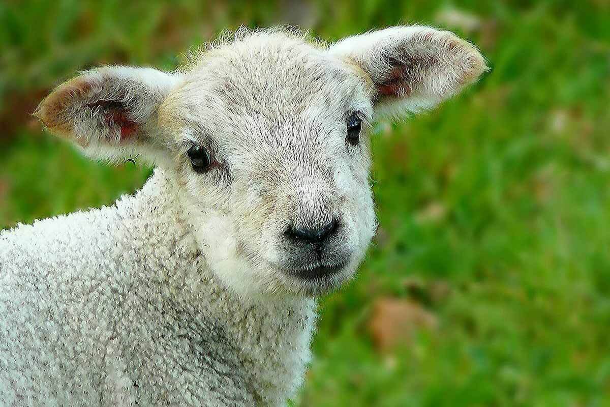 Lämmer: Tierbabys leiden für Lammfleisch, Lammfell & Wolle