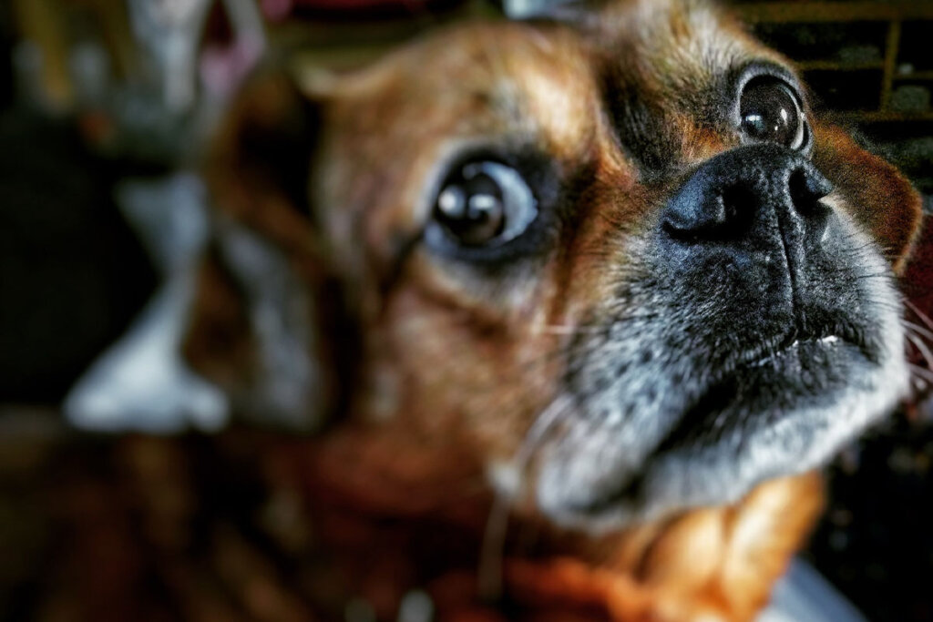 Ein Hund schaut angespannt in die Kamera.