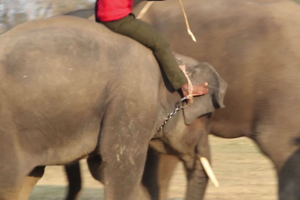 Mann sitzt auf Elefant und hat seinen Fuss hinter einer Kette am Ohr des Tieres eingehakt.