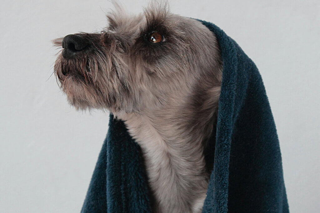 Hund mit Handtuch auf dem Kopf