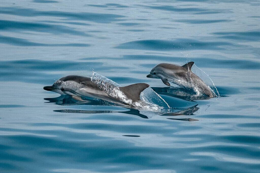 Delfine schwimmen im Meer