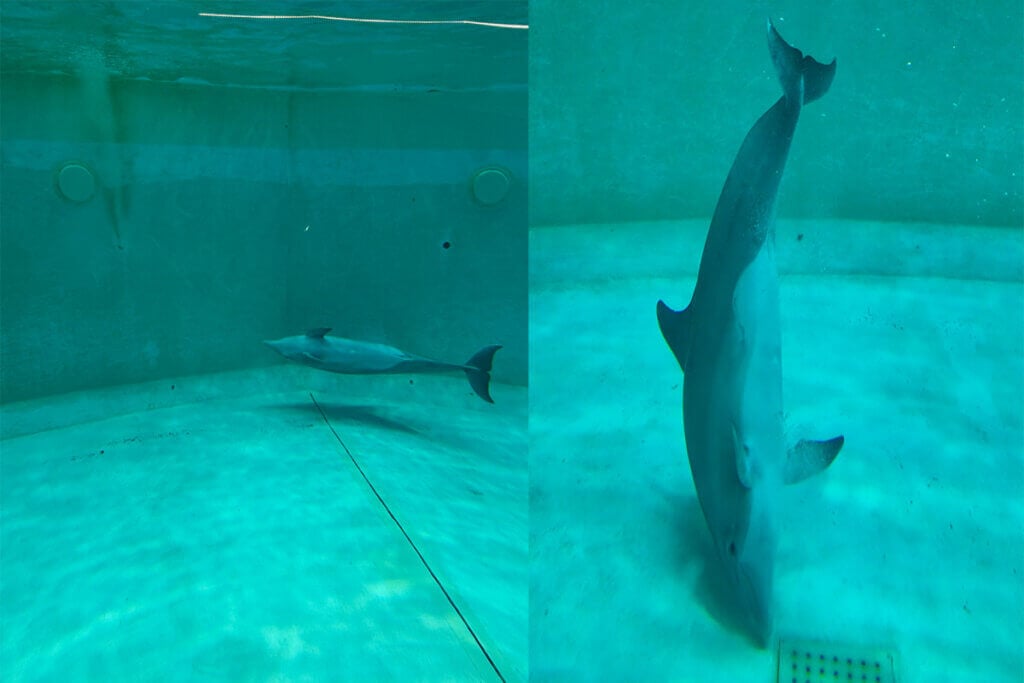 Fakten ber die Delfinarien in Duisburg und Nrnberg