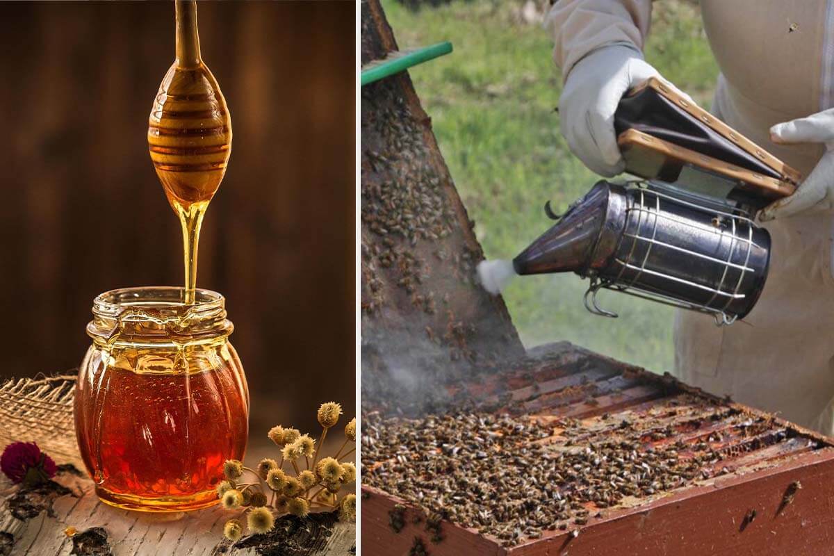 Ist Honig vegan? 8 Gründe, warum Honig nicht vegan ist