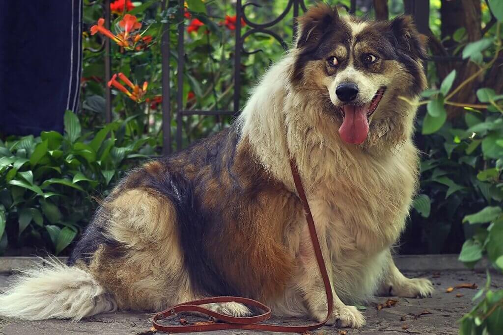 Fat dog on a leash