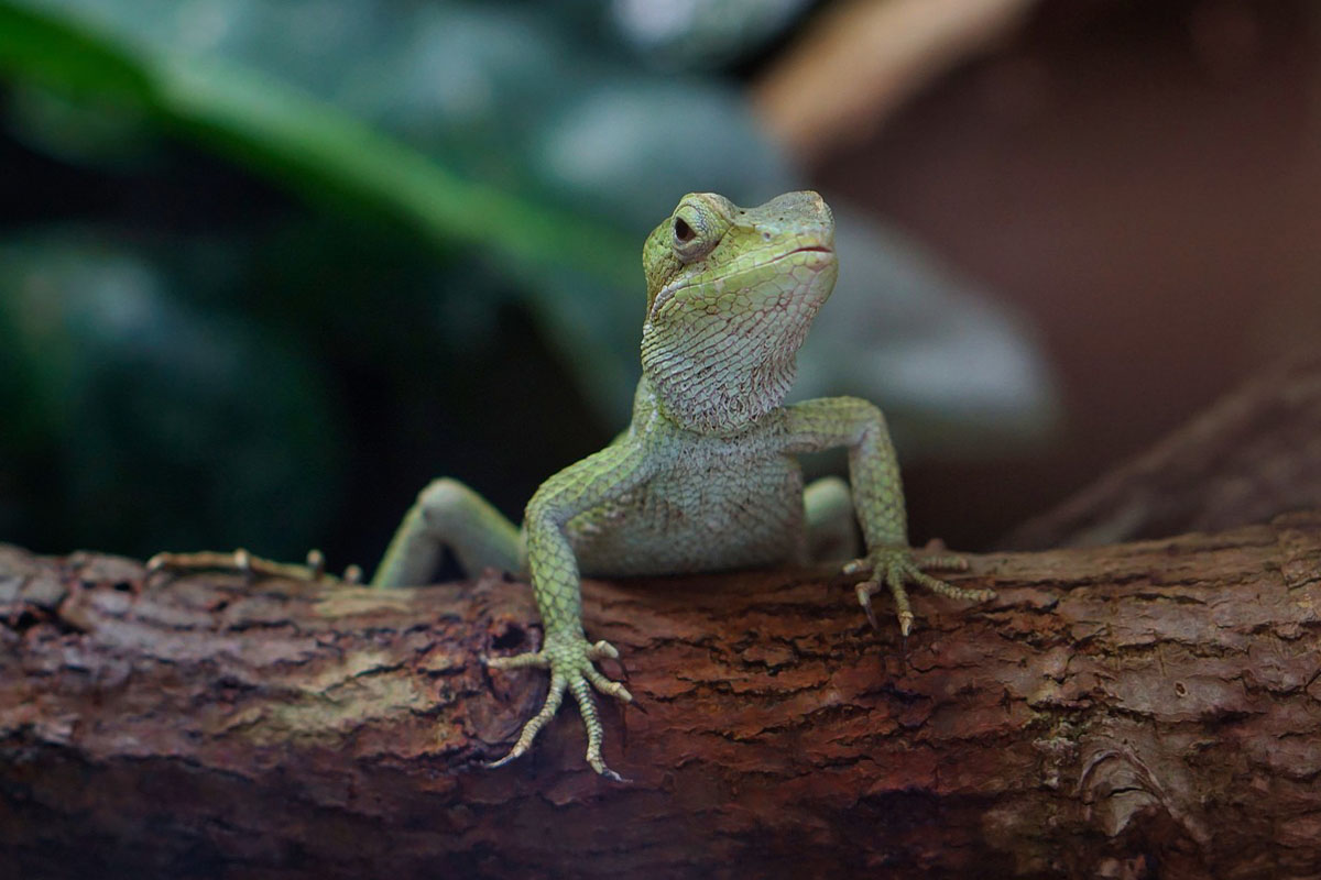 Ein gruener Gecko sitzt auf einem Baumstamm in einem Terrarium.