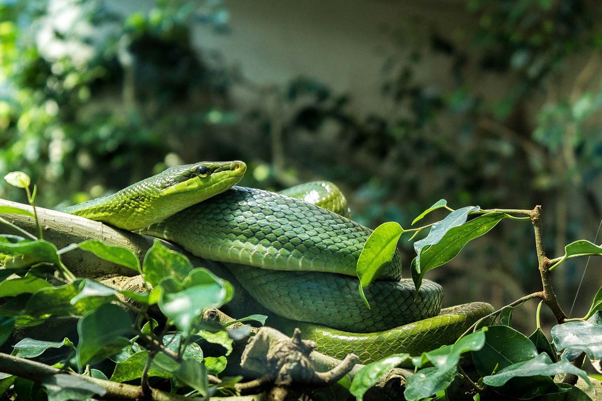 Eine gruene Schlange im Terrarium.