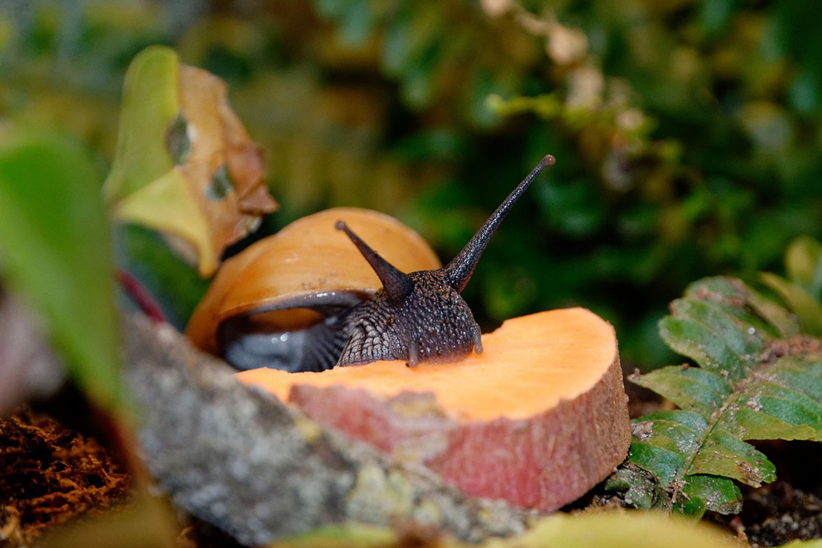 Eine Schnecke isst an einem Stueck Obst in einem Terrarium.