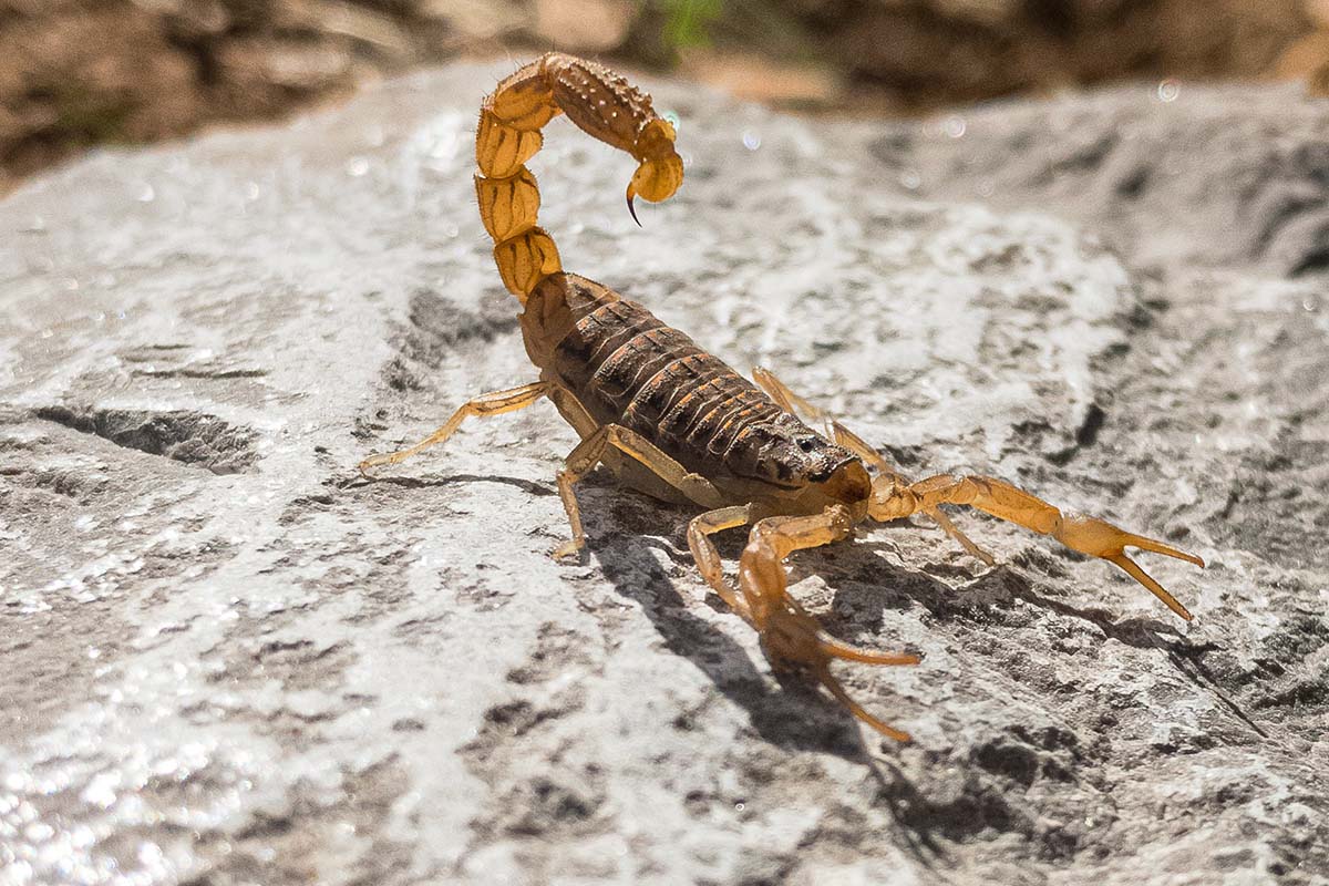 Ein Skorpion auf einem Stein in einem Terrarium.