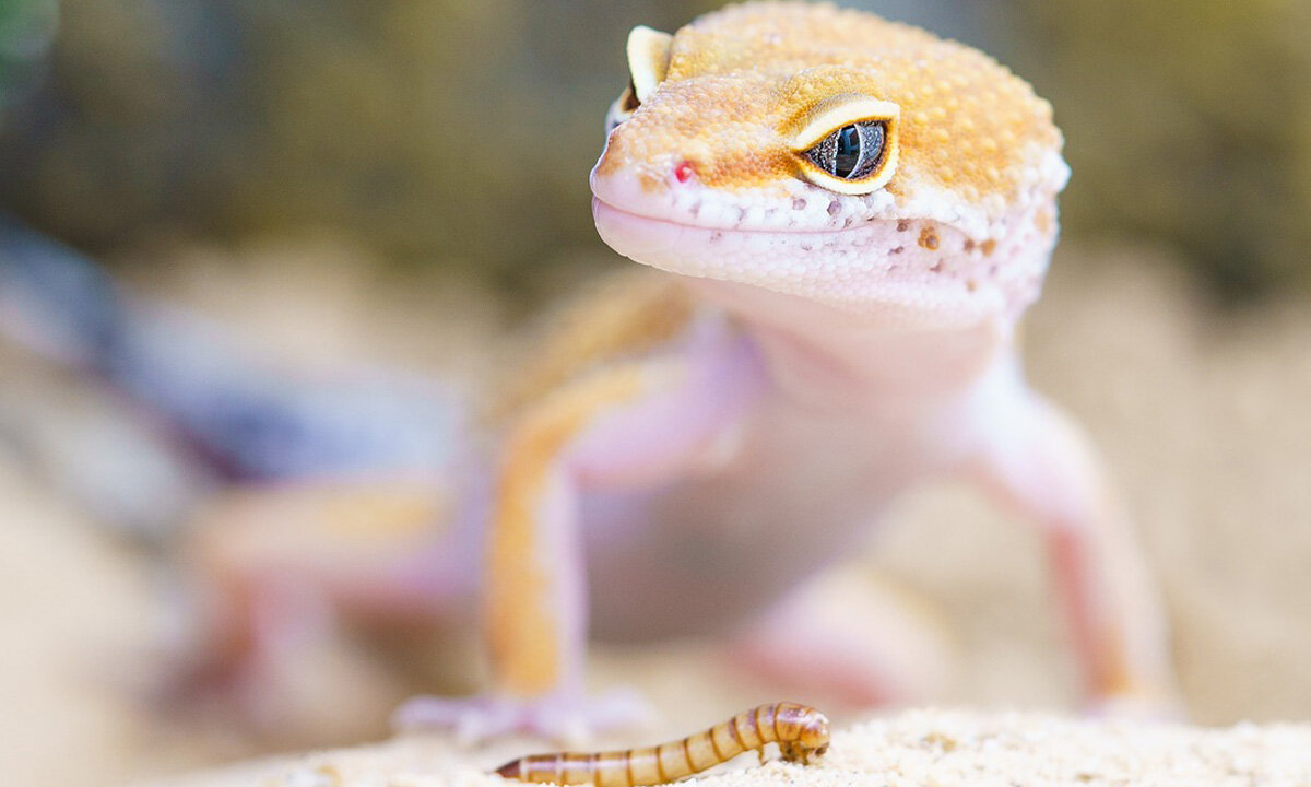 Ein gelber Gecko in einem Terrarium.