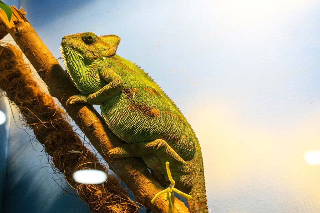 Ein gruenes Chamaelion sitzt auf einem Ast in einem Terrarium.