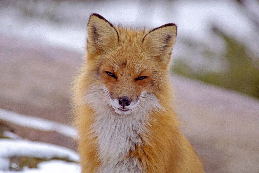 fuchs