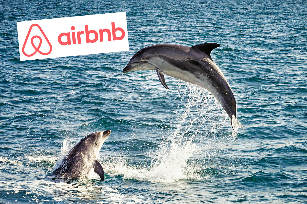 Erfolg: Keine Tickets zu Delfinarien mehr bei Airbnb!