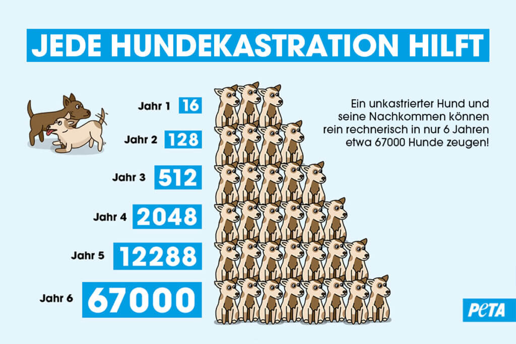 Infografik Hundekastration