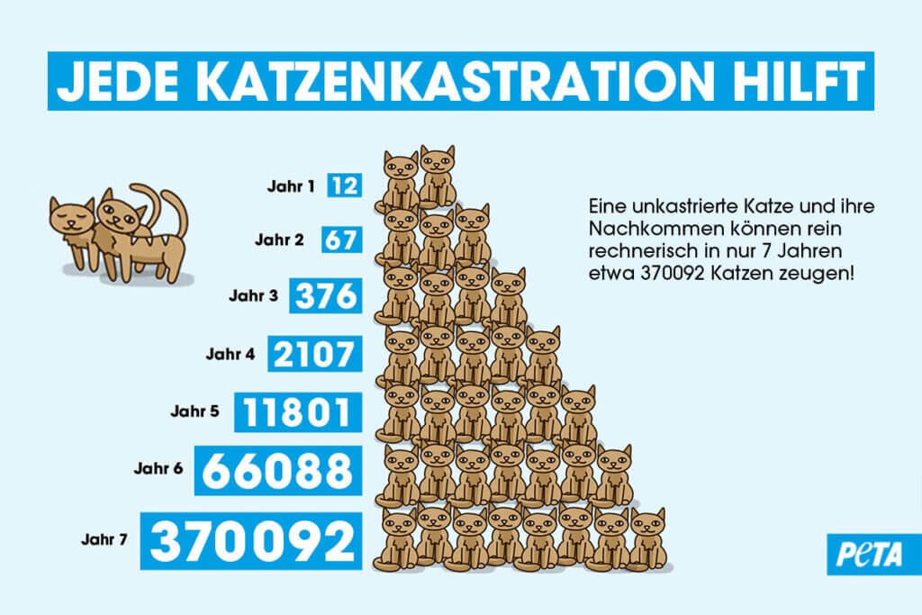 Infografik Katzenkastration