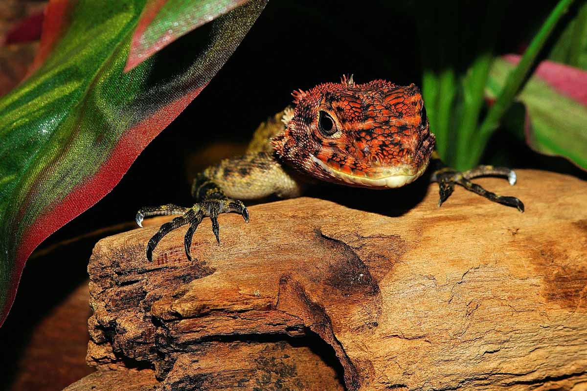 Eine rote Echse steht auf einem Stamm in einem Terrarium.