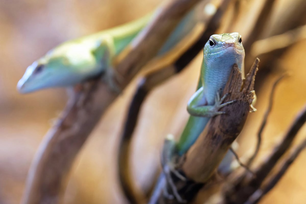 Warum Sie niemals Reptilien kaufen sollten | Alle Infos & Tipps