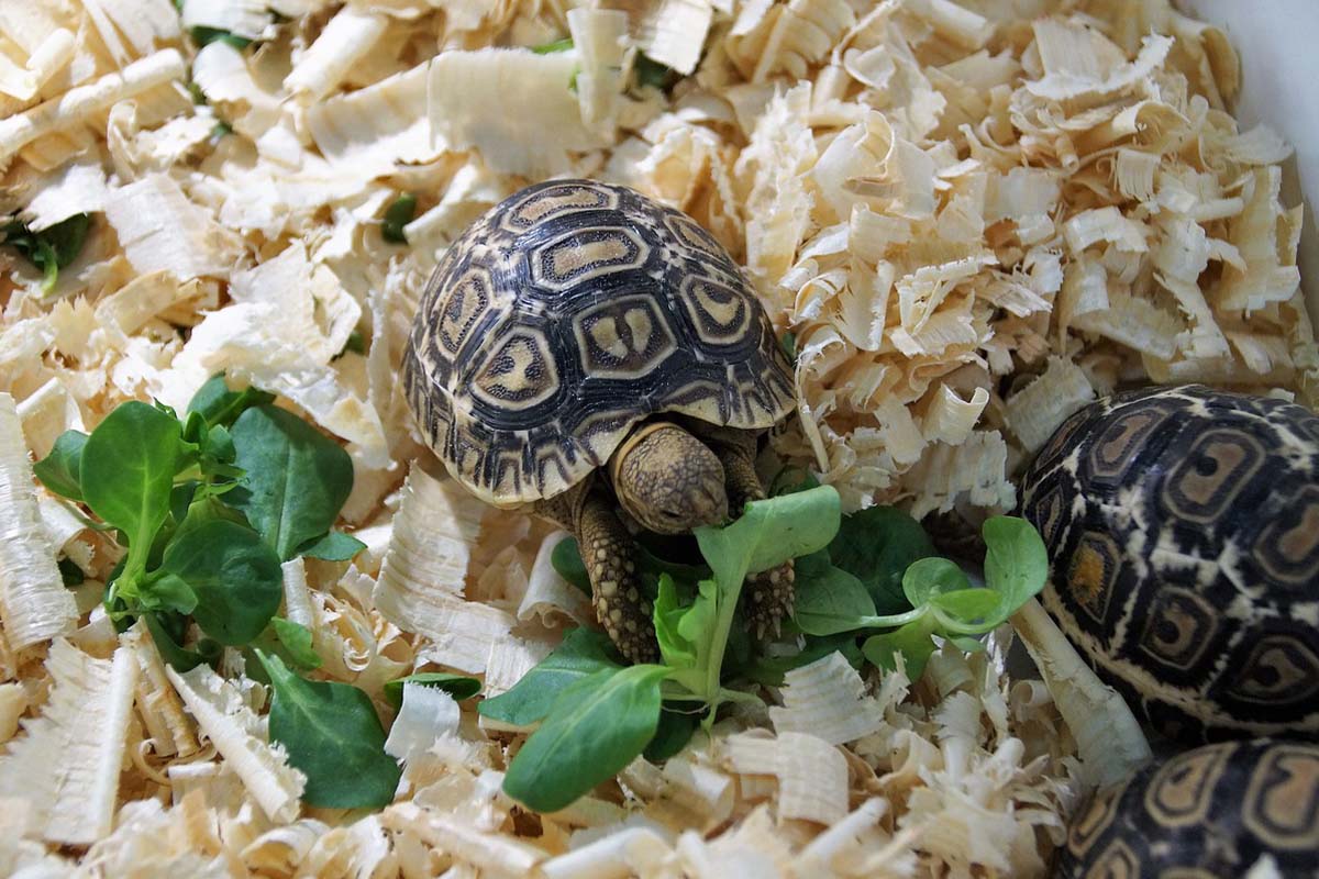 Zwei Schildkroeten sind in einer Box mit Salatblaettern.