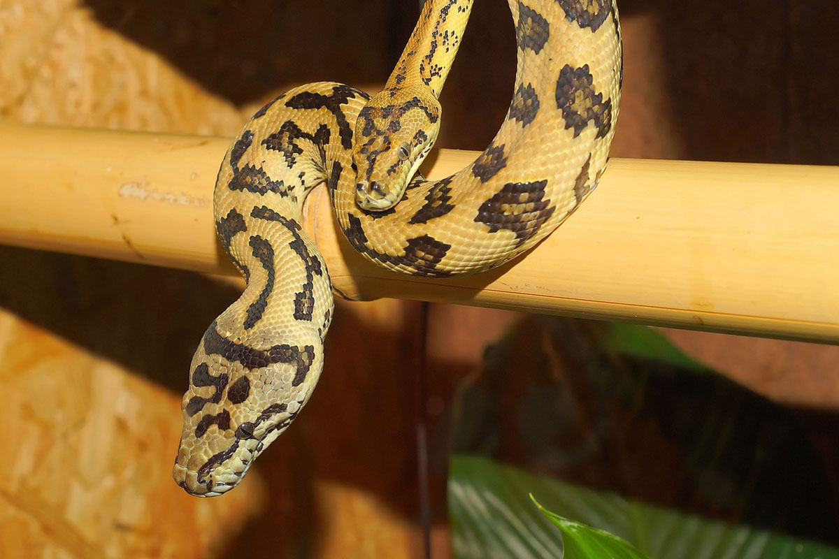 Zwei gelb-schwarze Schlangen im Terrarium.