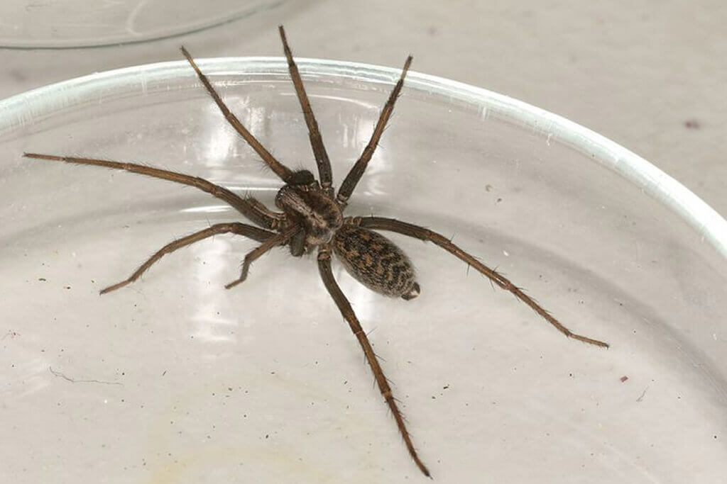 Eine grosse Spinne sitzt in einer Glasschale.