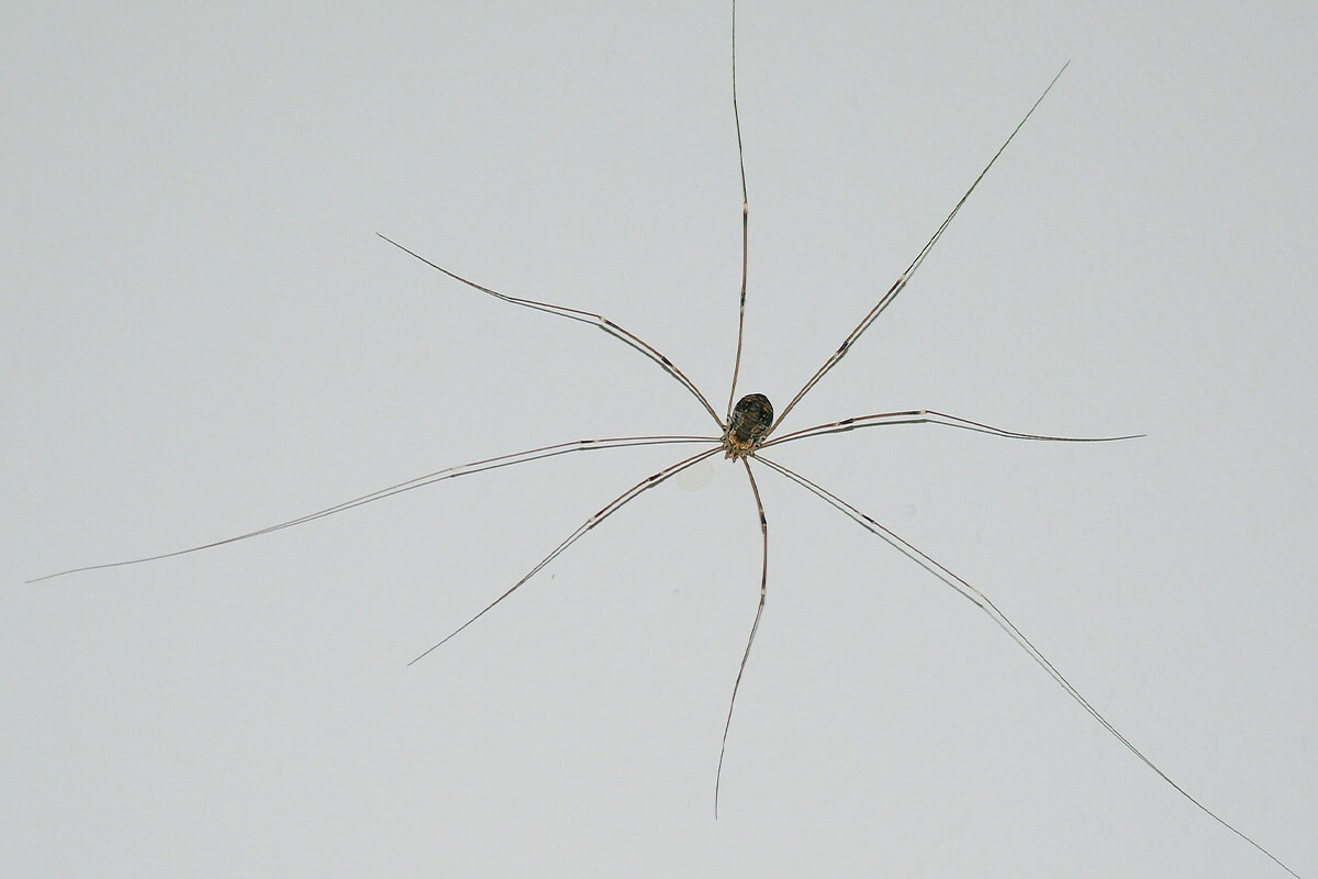 Weberknecht mit ausgestreckten Beinen haengt an einer weissen Wand.