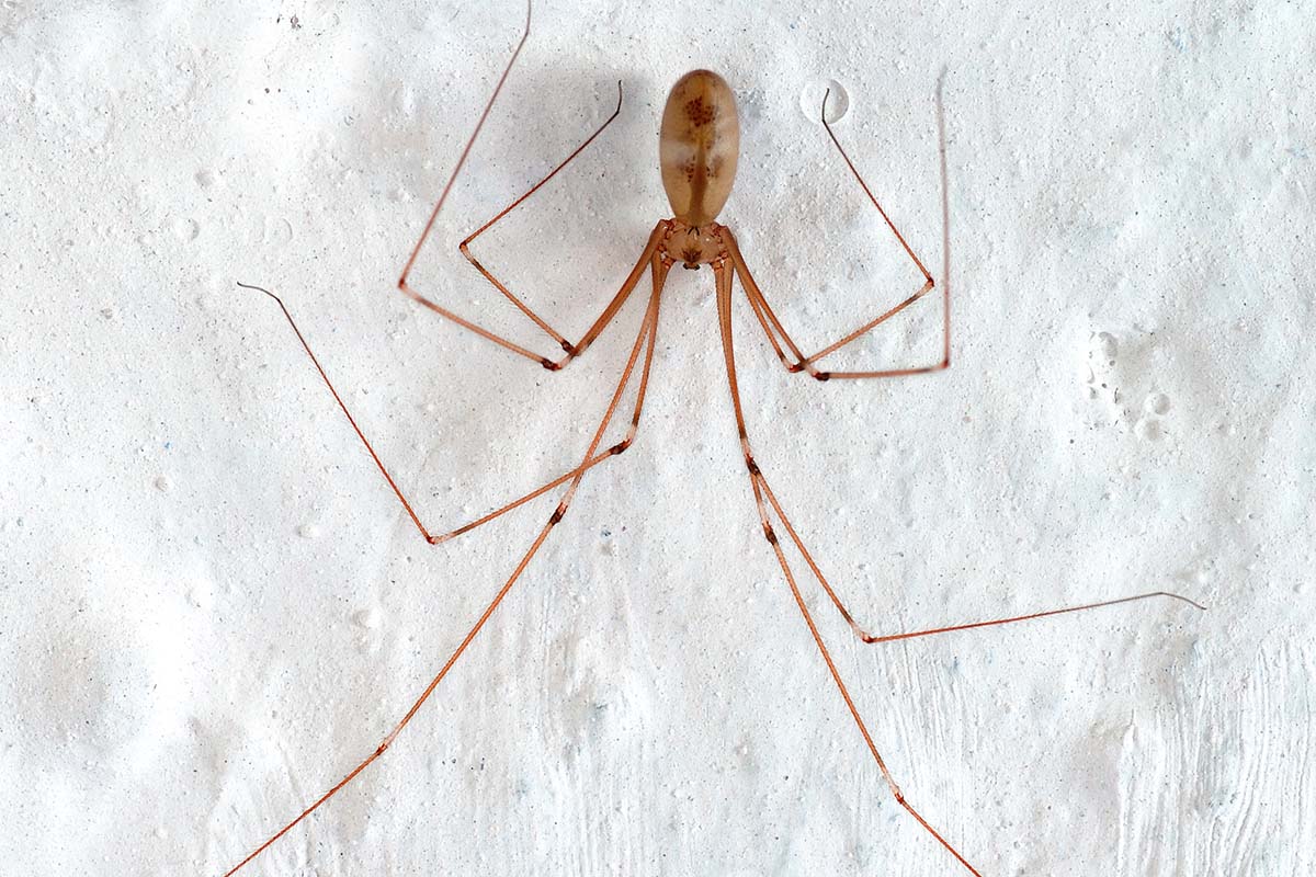 Eine Zitterspinne mit ausgestreckten Beinen haengt an einer weissen Wand.