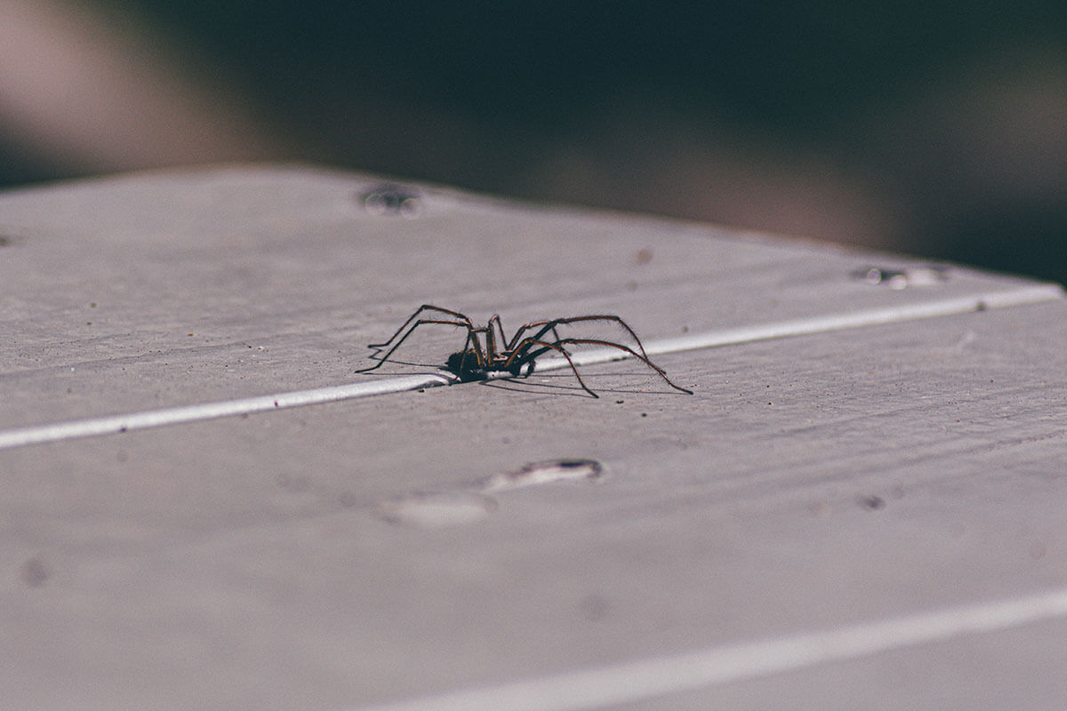 Hausspinnen: So vertreiben Sie Spinnen aus dem Haus