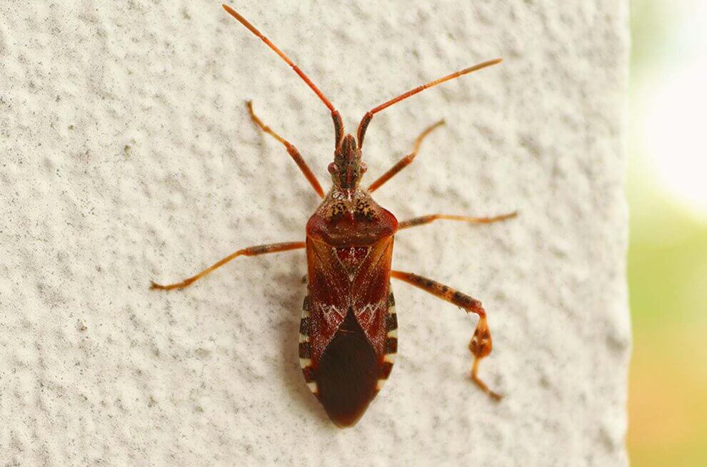 Eine braune Wanze sitzt auf einer Hauswand.
