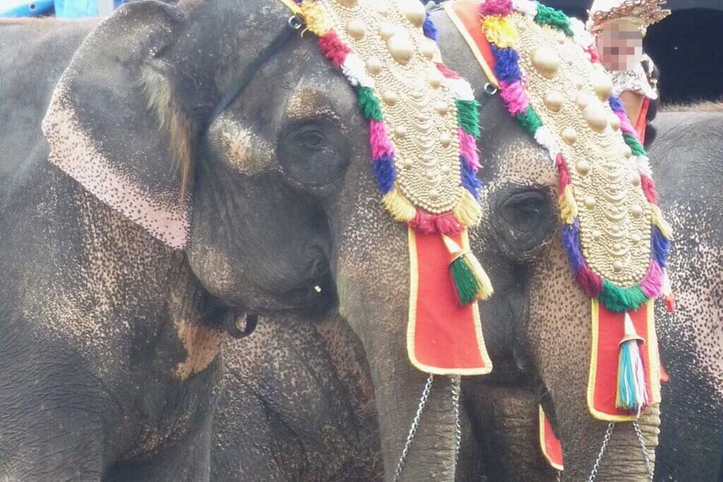 Elefanten mit Kopfschmuck bei Circus Krone