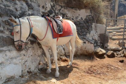 Esel auf Santorini als Taxis missbraucht – jetzt helfen!