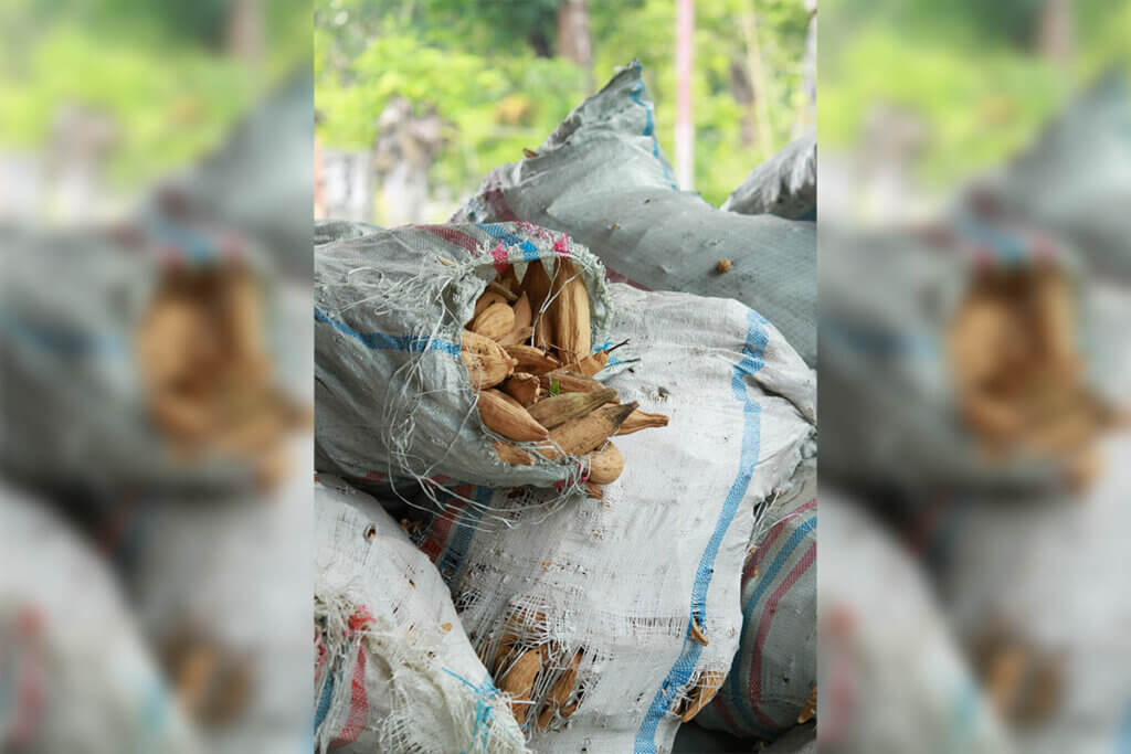 Ein haufen Säcke mit ungeöffneten Kapokschoten, der oberste Sack ist offen und die Schoten schauen heraus.