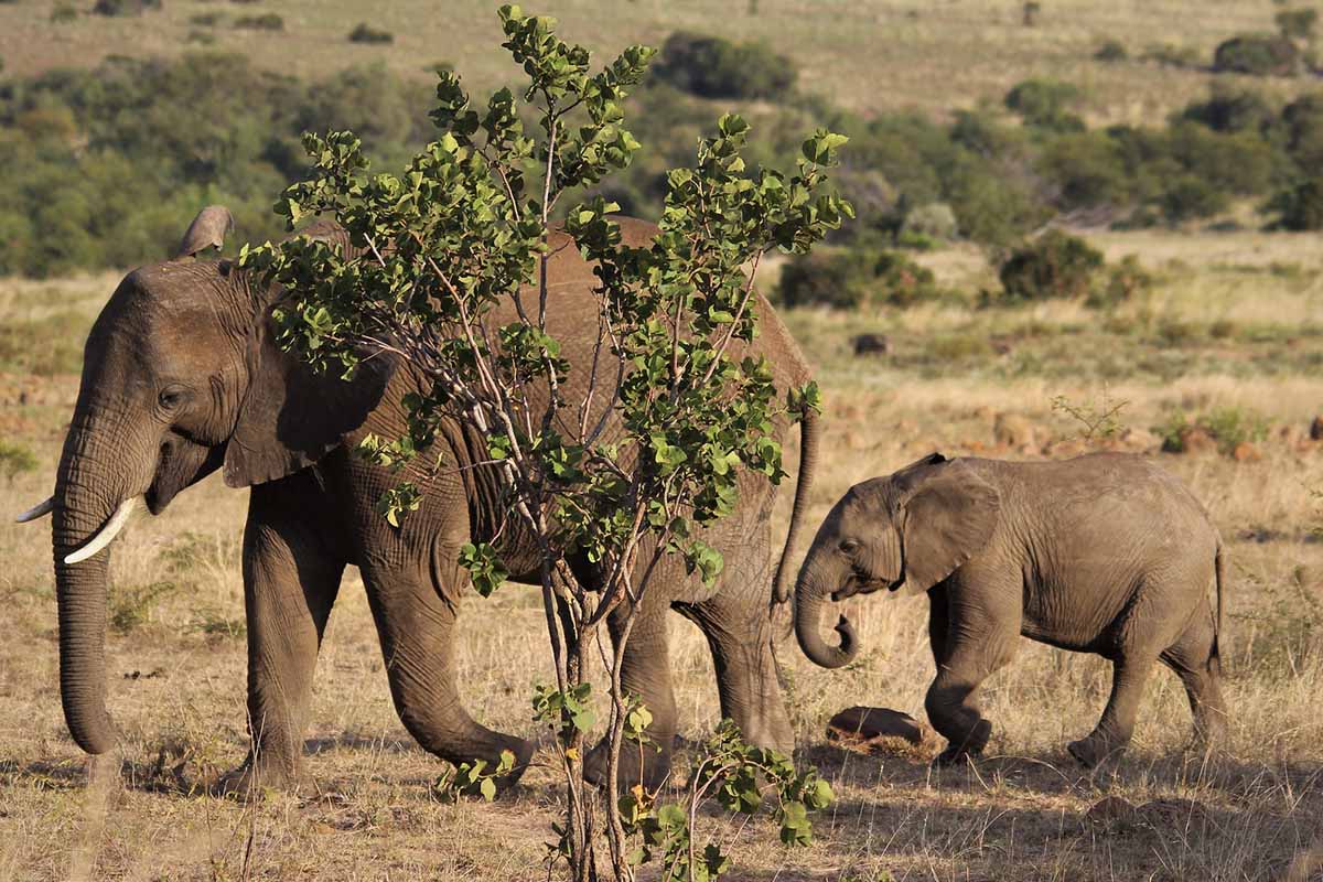 Ein Elefant mit Kind laeuft durch die Savanne hinter einem Buschzweig.