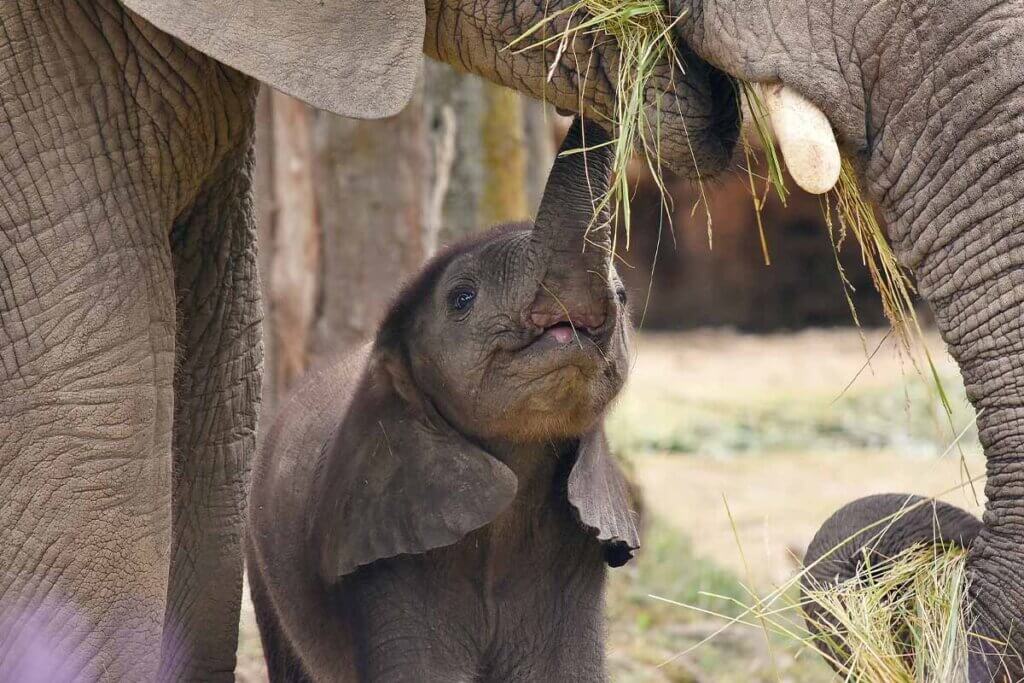 Ein Elefantenbaby steht unter dem Ruessel eines Elefanten und isst Heu aus dessen Mund.