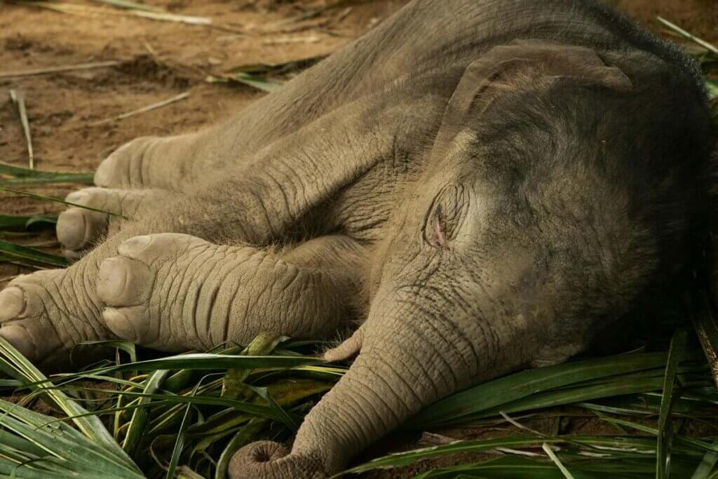 Ein Babyelefant liegt auf einem Haufen gruener Halme und schlaeft.
